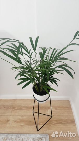 Пальма арека 70 см