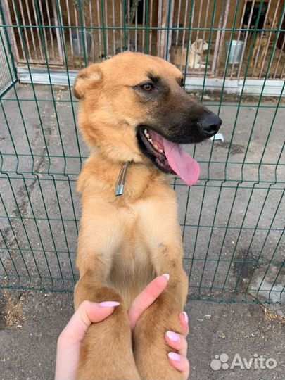 Овчарка метис в добрые руки