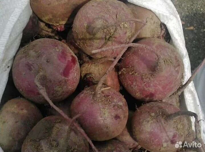 Свекла оптом