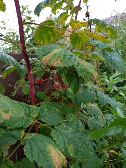 Дача 20 м² на участке 6 сот.