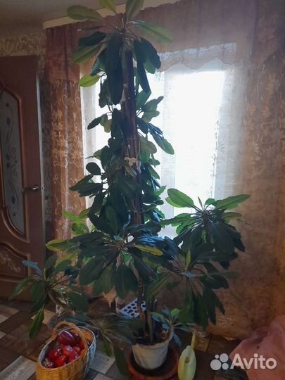 Молочай,фикусы