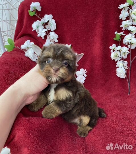 Шоколадный йорк девочка