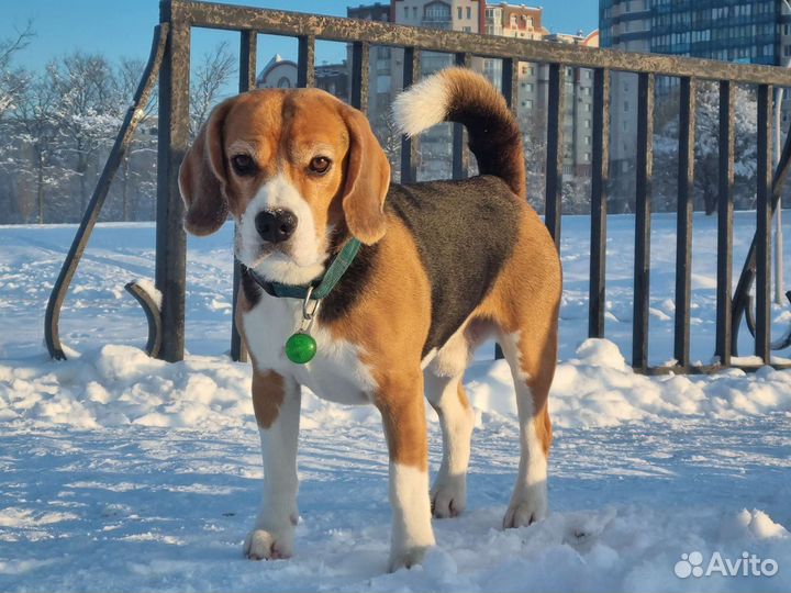 Кобель бигль для вязки