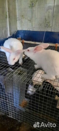 Белый паннон