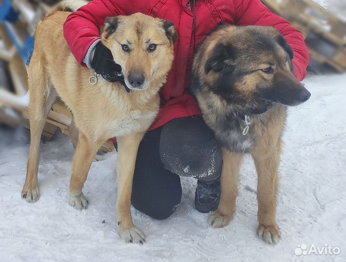 Хаски: океан любви для вас