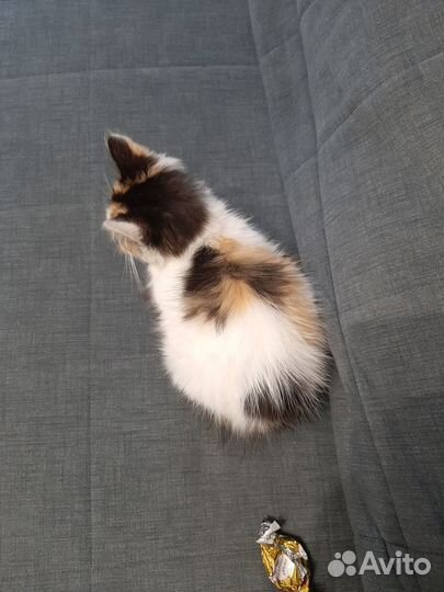 Ася котенок трехцветка