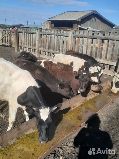 Телята телочки