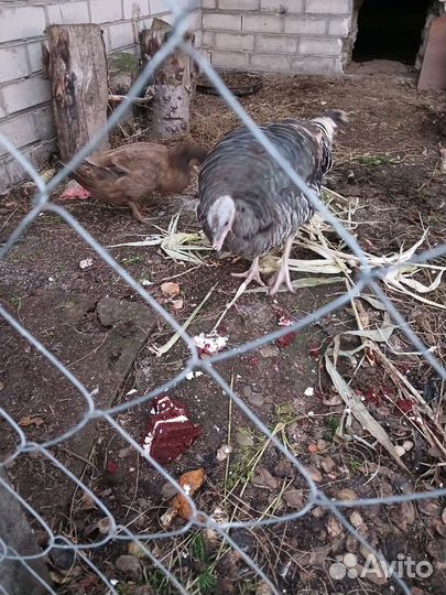 Индюшка, утка