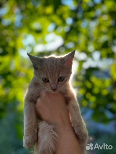 Котята