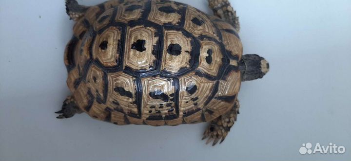 Чучело черепахи
