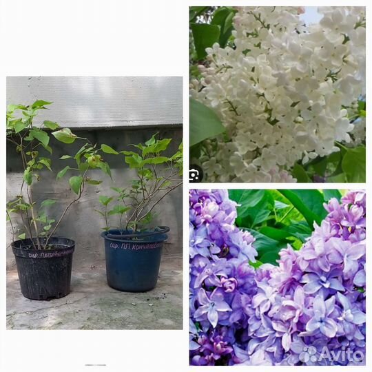 Саженцы сирени