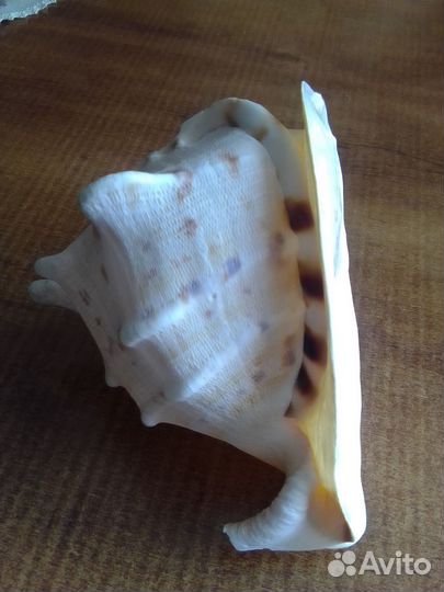 Большие морские раковины