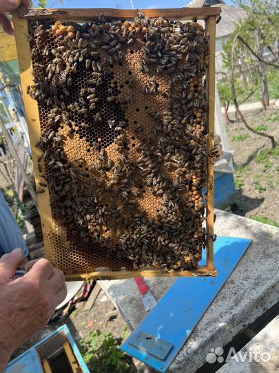 Пчелы пчелопакеты