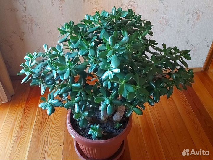 Толстянка, денежное дерево