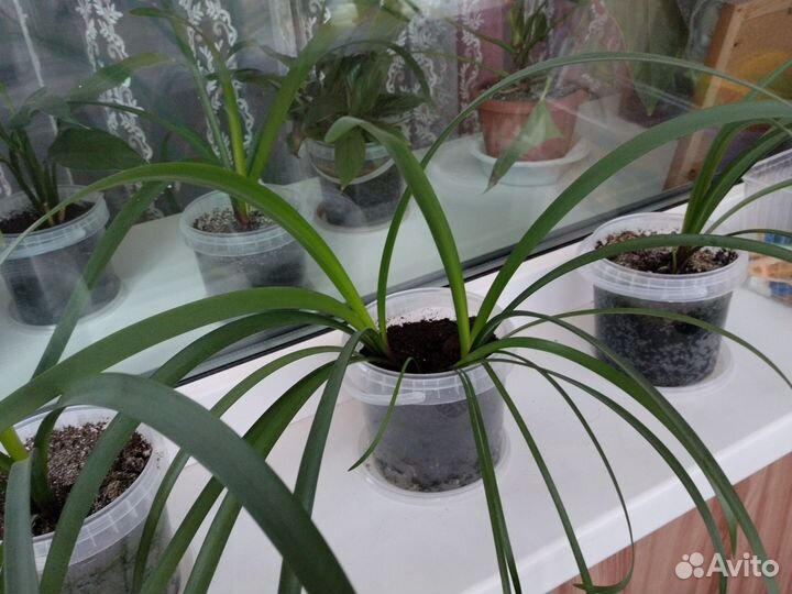 Комнатные растения
