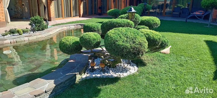 Топиарная стрижка растений