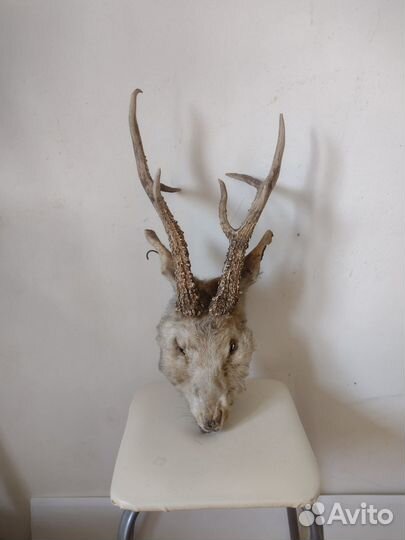 Рога лося и косули