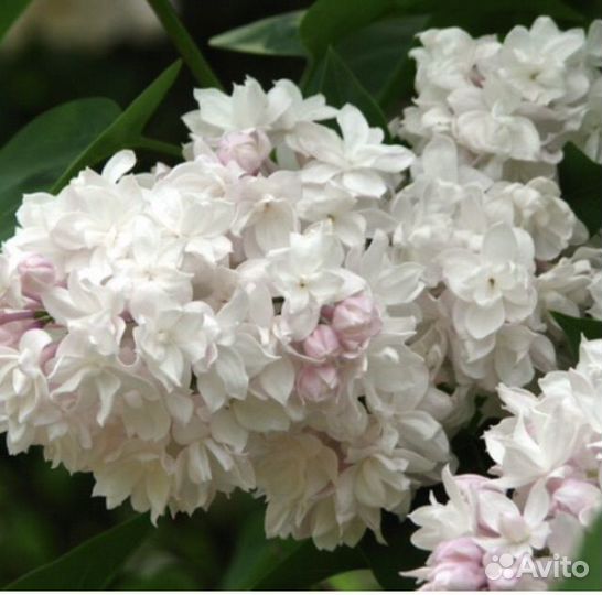 Саженцы сирени красавица Москвы