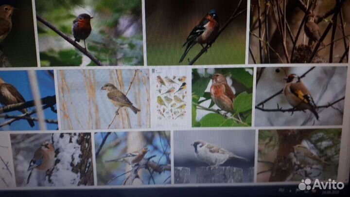 Певчие птицы