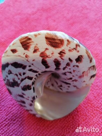 Морские ракушки раковины - сувенир