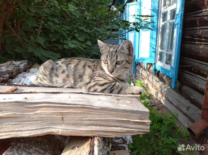 Кошки Котята