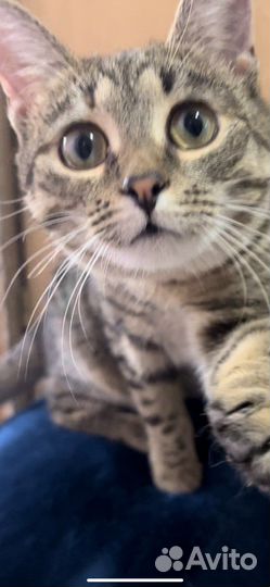 Кошечка Масюня в добрые руки