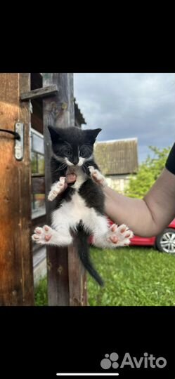 Кошка в дар бесплатно