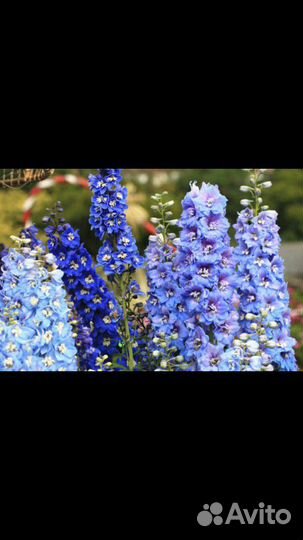 Продам рассаду Крыжовника, Вишни, Клубники