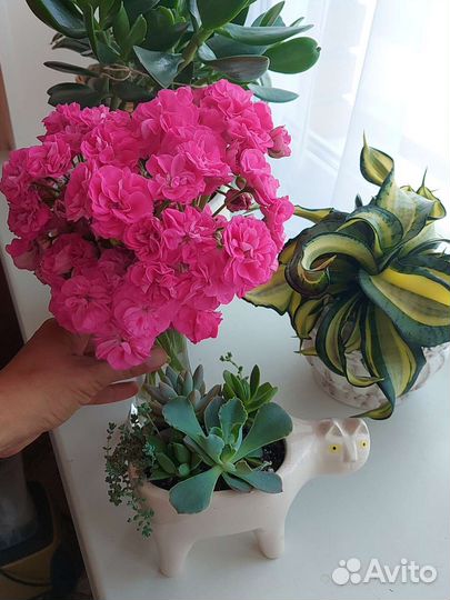 Пеларгония махровая Розалинда