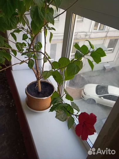 Гибискус китайская роза