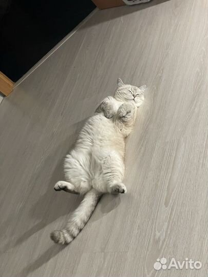 Британская кошка бесплатно