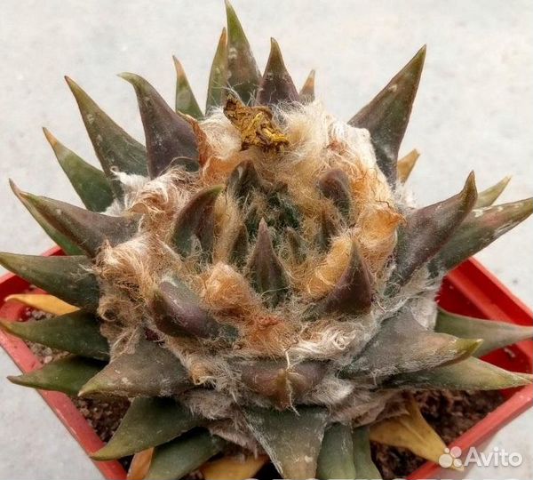 Кактусы разные, 510 видов, семена