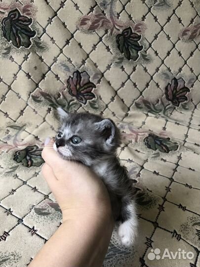 Котик бесплатно