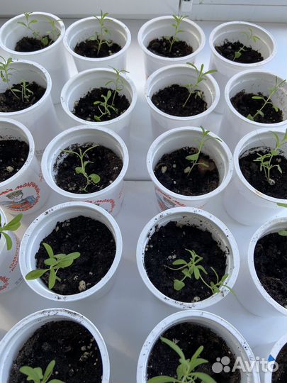 Рассада лаванды