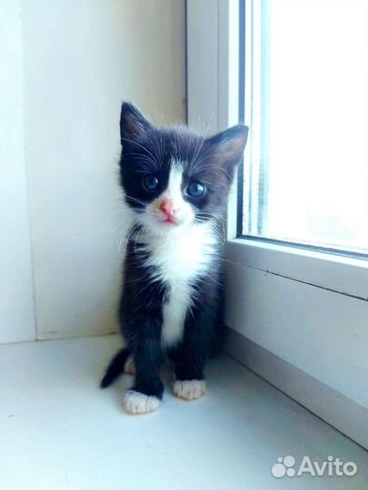 Котенок бесплатно