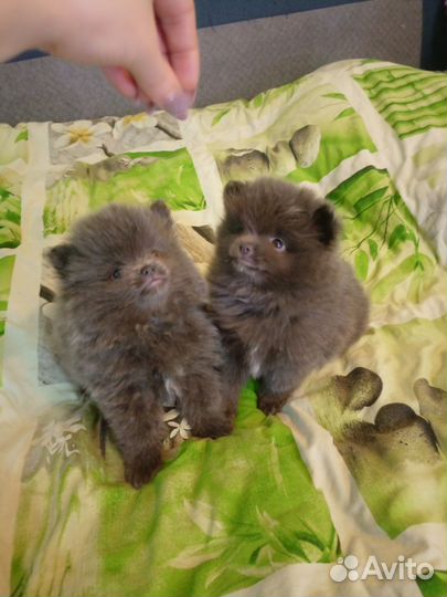 Шпицы малыши