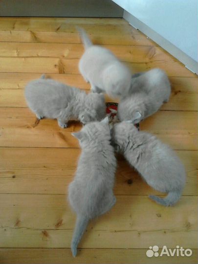 Кот на вязку