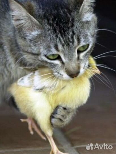 Цыплята на корм животным, замороженые