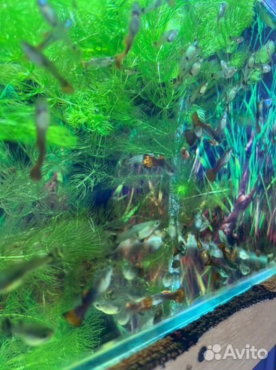 Рыбки гуппи и меченосцы