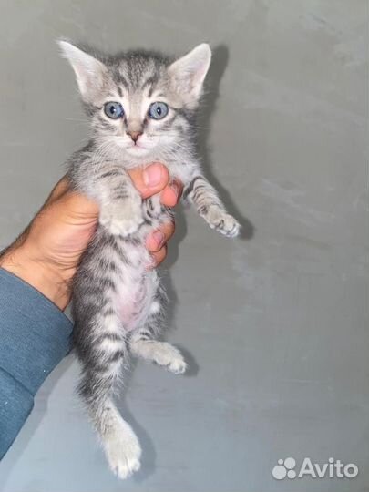 Кошки и котята
