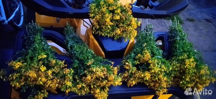 Трава душица, зверобой, тысячелистник