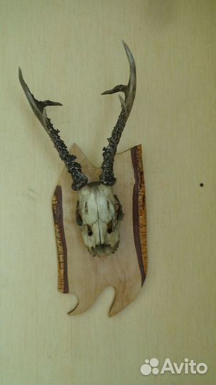 Рога косули