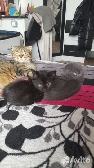 Кошка шотландская