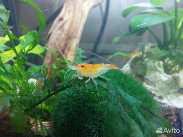 Аквариумые креветки, оранжевые рили и рили карбон