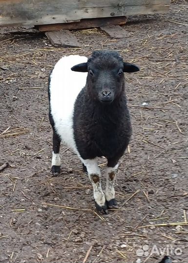 Овцы бараны ягнята дорпер