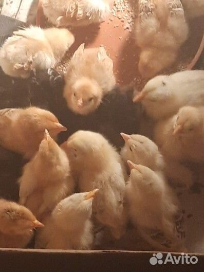 Цыплята суточные