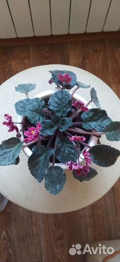 Сортовые фиалки цветущие в горшках