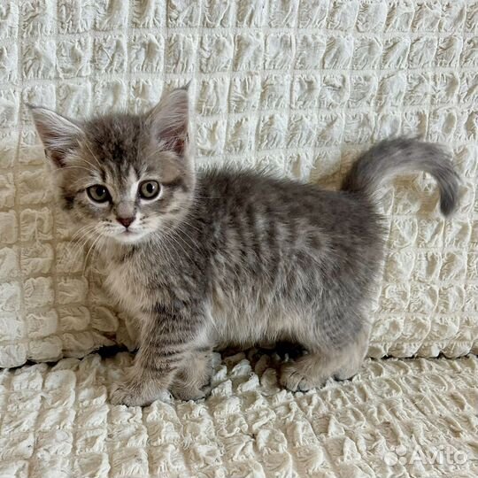 Котёнок Гиацинт в добрые руки