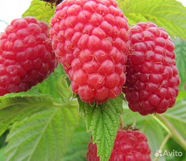 Ремонтантная малина полька