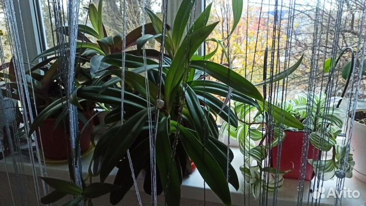 Традесканция Рэо